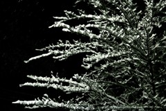雪の華②