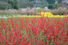 紅