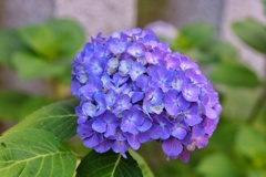 紫陽花