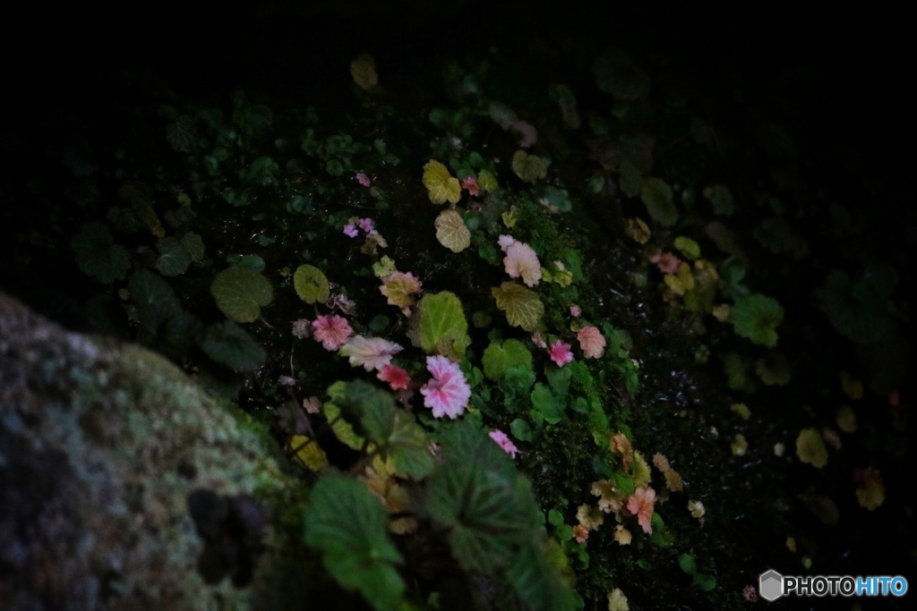 密か