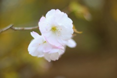 ふんわり