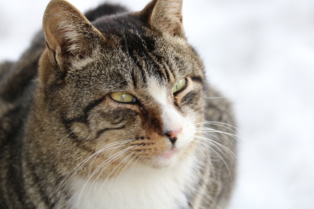 猫