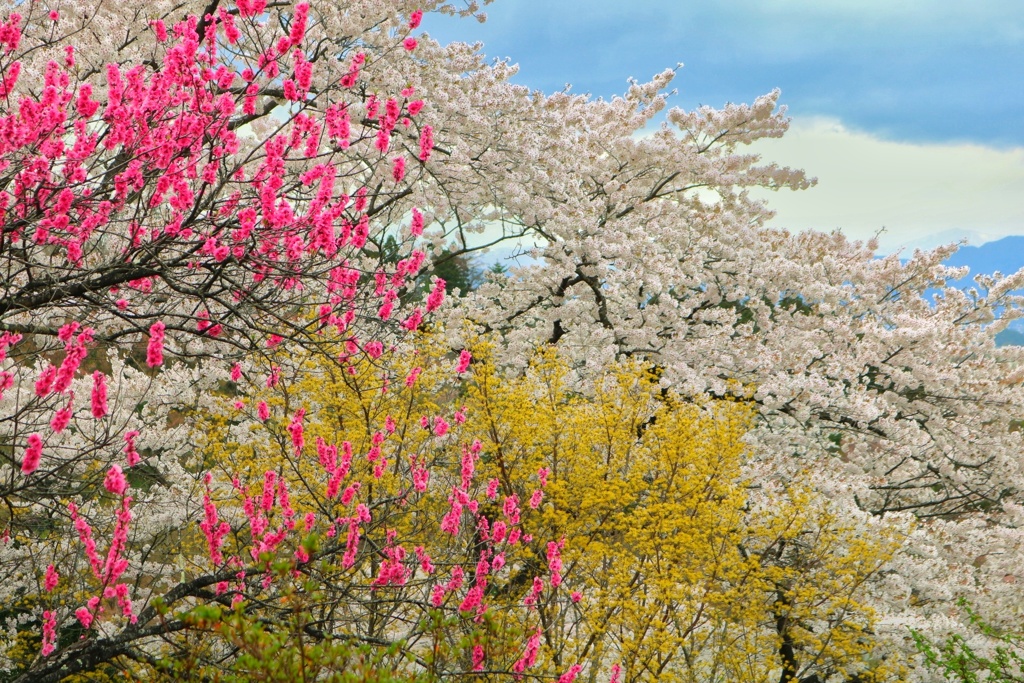 花見山