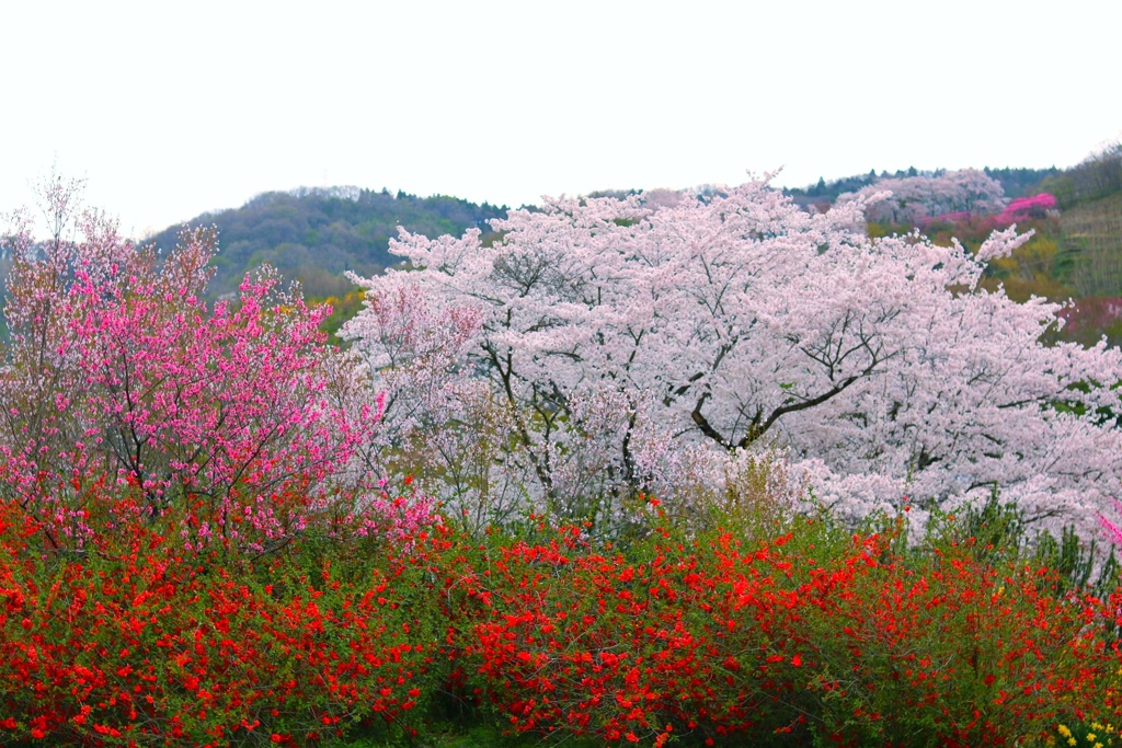 花見山