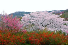 花見山