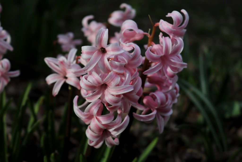華