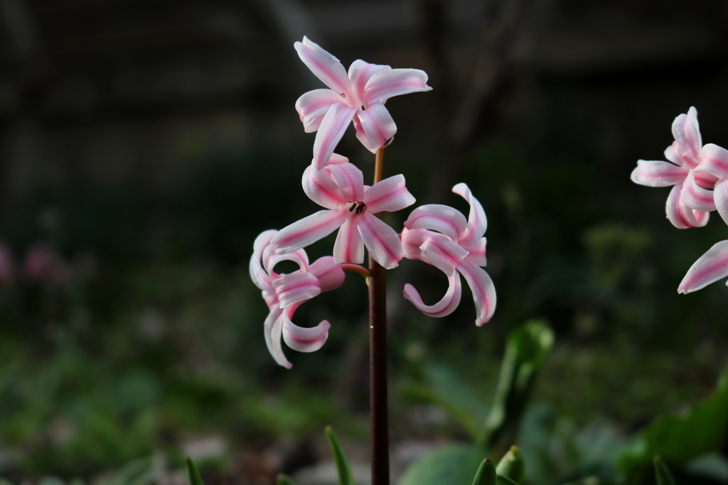 華