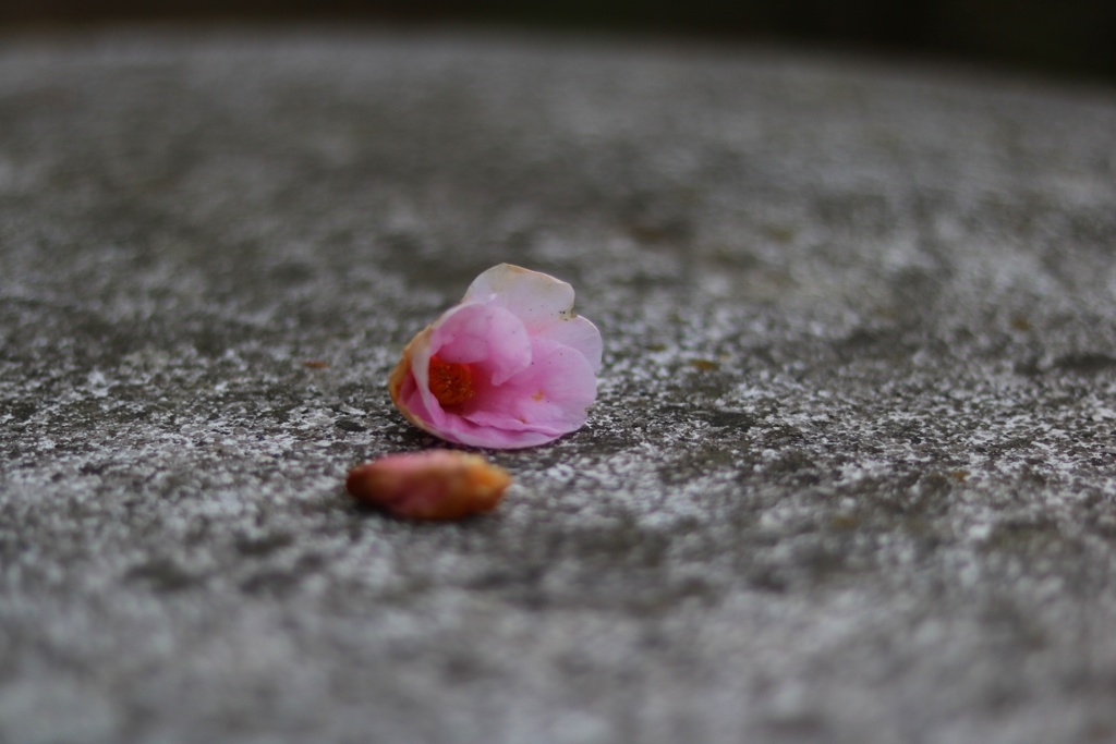 散りゆく華