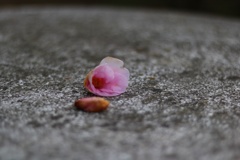 散りゆく華