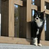 キャッツアイ