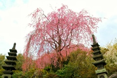 枝垂れ桜