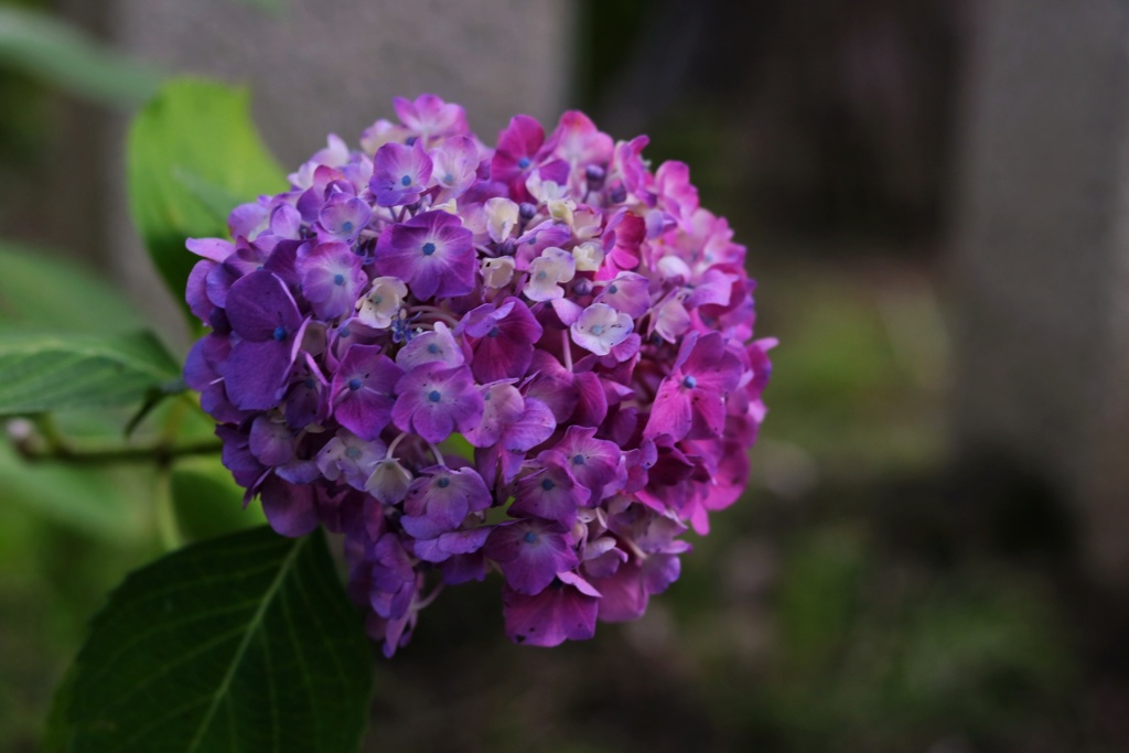 紫陽花
