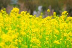 菜の花畑