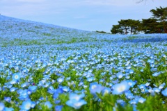 ひたち海浜公園