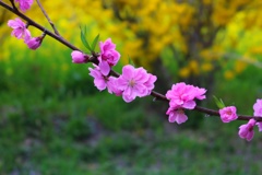 日陰の華