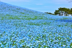 ひたち海浜公園