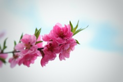 八重