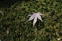 落ち葉