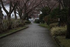 雨の散歩道