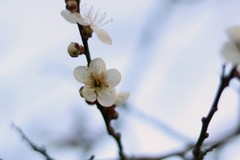 梅②