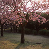 provia100f(RDPⅢ)