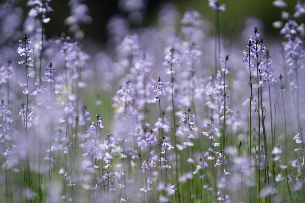 野草の華