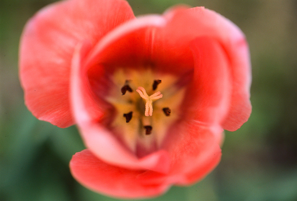 provia100f(RDPⅢ)