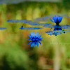 reflection