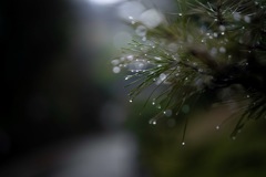 雨の松