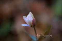 未だ、蕾