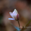 未だ、蕾