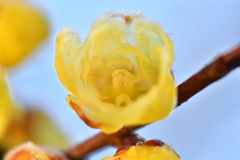 霜と半透明な花
