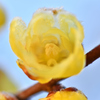 霜と半透明な花