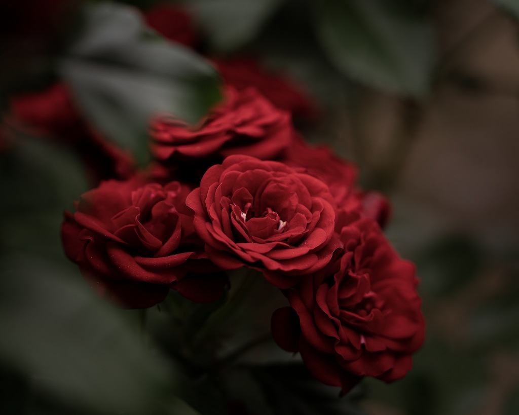 真紅