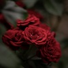 真紅