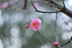 早春