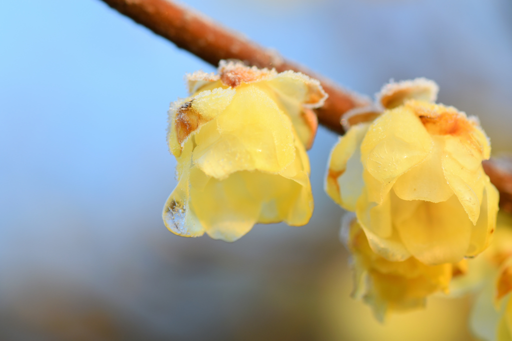 氷結花
