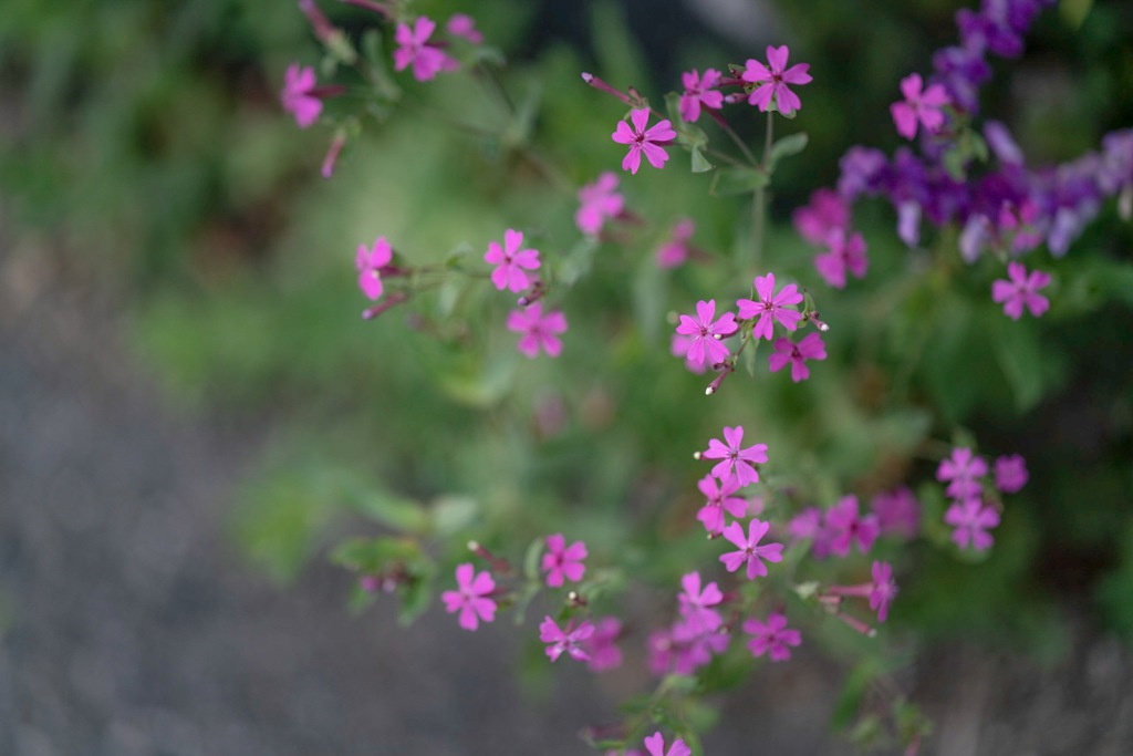帰り道で見つけた花