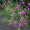 帰り道で見つけた花