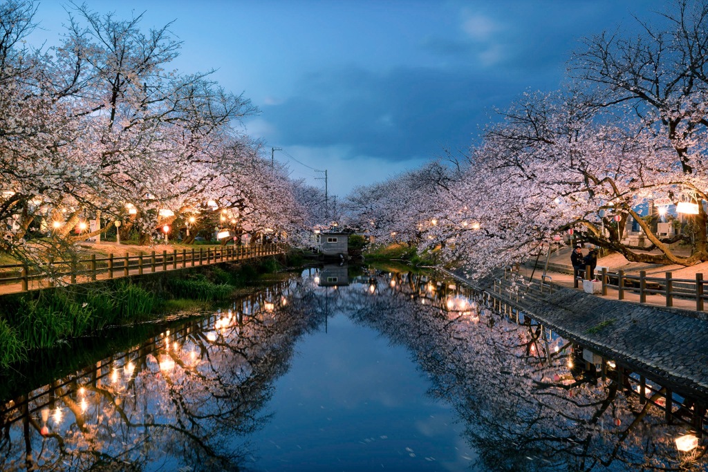 夜桜景