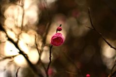 遠き春よ