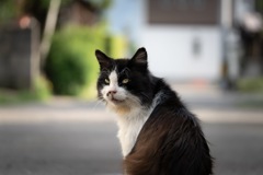 cat