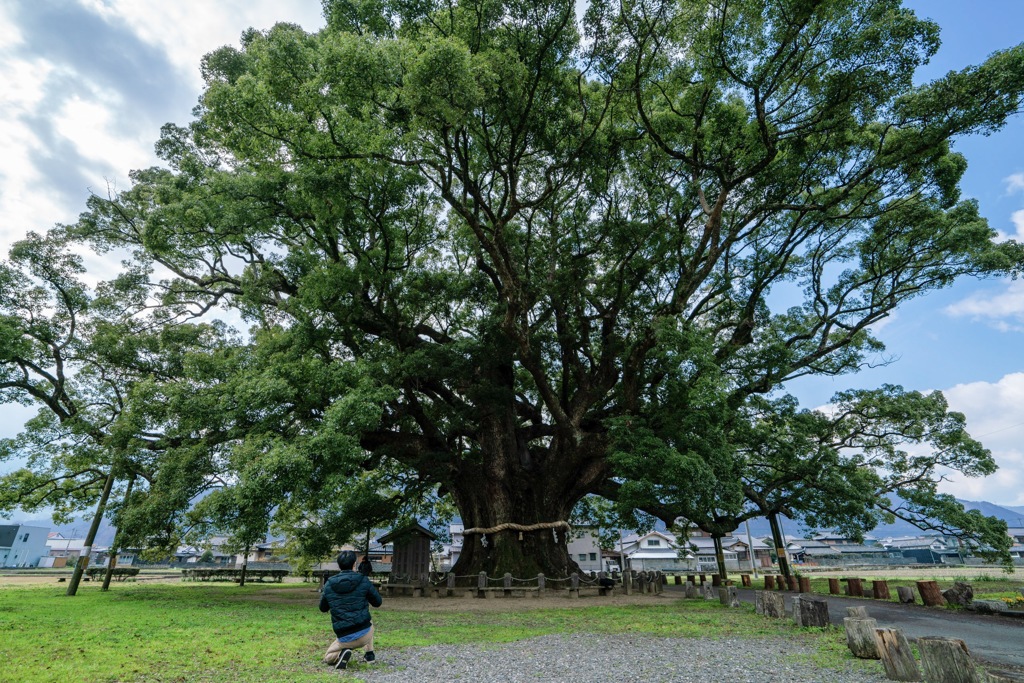 加茂の大クス