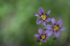 足元にも花が