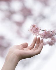 桜に触れる