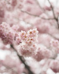 河津桜