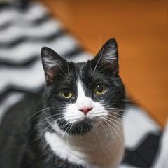 家の猫