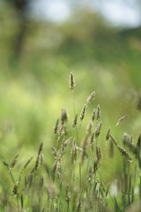 麦っぽい野草