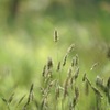 麦っぽい野草