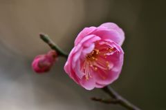 鮮やか也